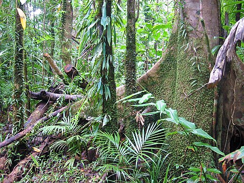 Wet Tropics World Heritage Area